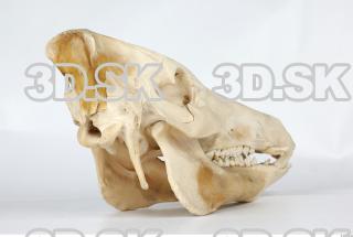 Skull Boar - Sus scrofa 0061